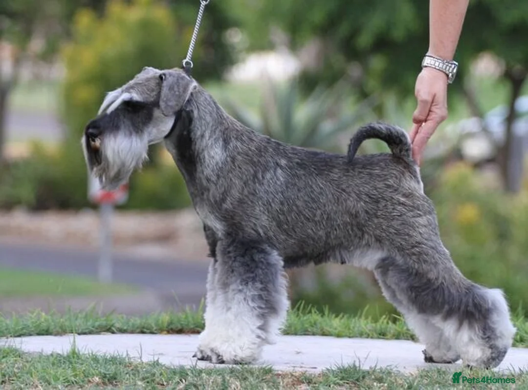 Miniature Schnauzer dogs for sale: KC Reg Male Salt & Pepper Mini Schnauzer Puppies - Advert 1