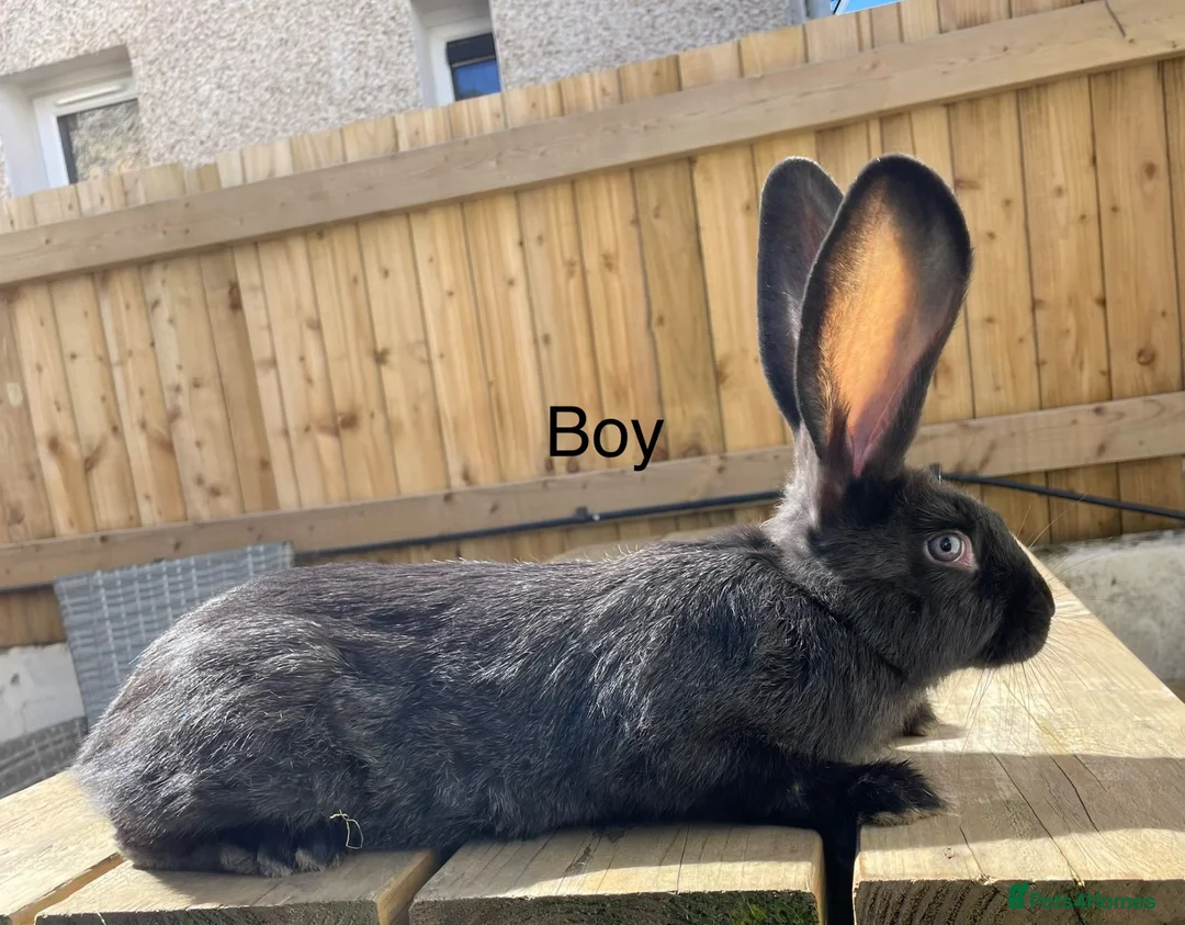 Continental Giant rabbits for sale: 💖 11 week old continental giants💖 - Advert 1
