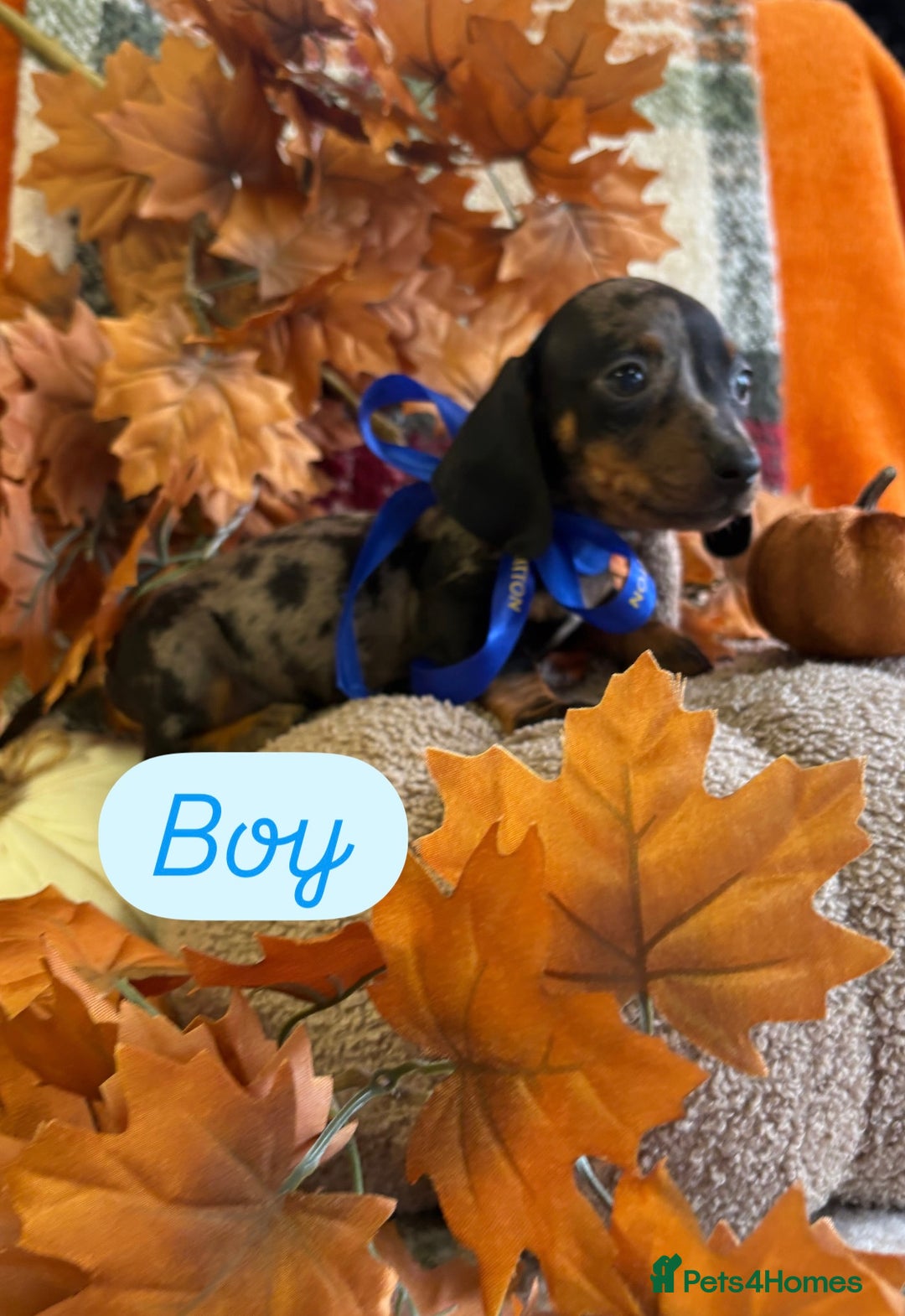 Dachshund dogs for sale: Beautiful dachshund puppies  - Image 14