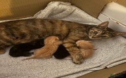British Shorthair cats for sale: 2 kittens ginger bengal mixed  - Image 8