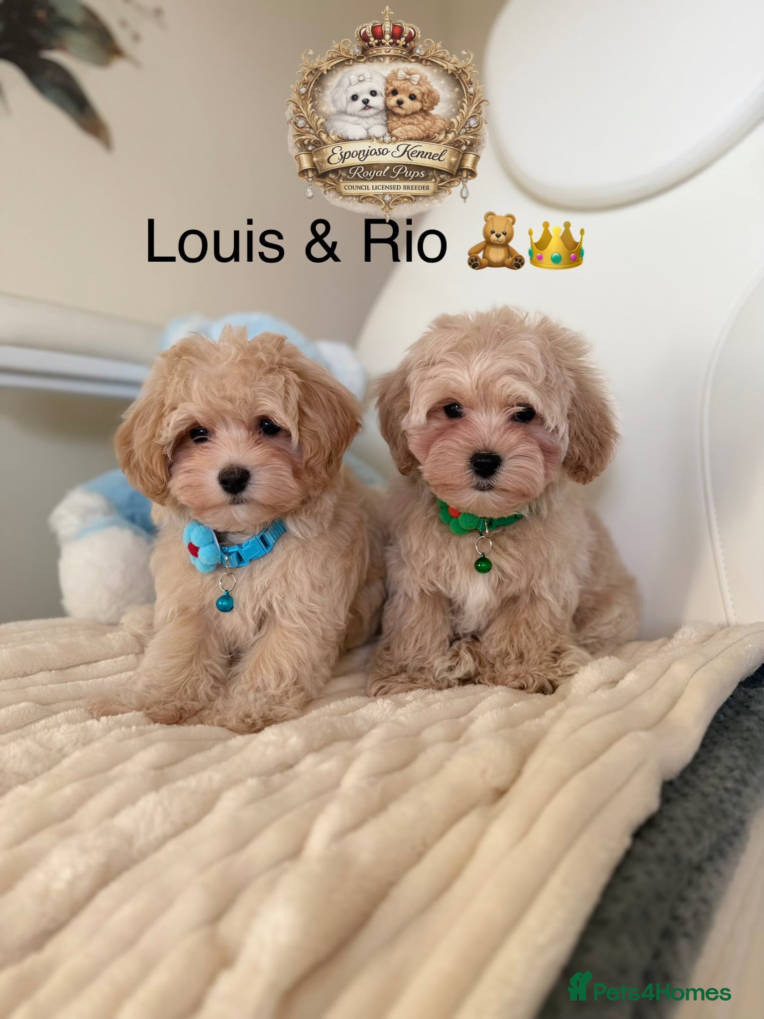 Maltipoo dogs ⚠️ ONLY 2 BOYS LEFT — READY TO LEAVE NOW ⚠️ - Advert 5