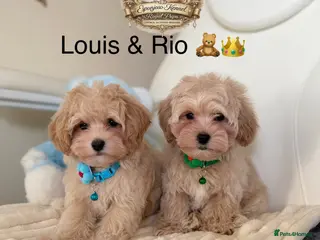 Maltipoo dogs ⚠️ ONLY 2 BOYS LEFT — READY TO LEAVE NOW ⚠️ - Advert 5