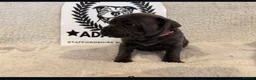 Staffordshire Bull Terrier dogs for sale: %Bloodline Staffordshire Bull Terrier Pups in Rugby - Advert 12