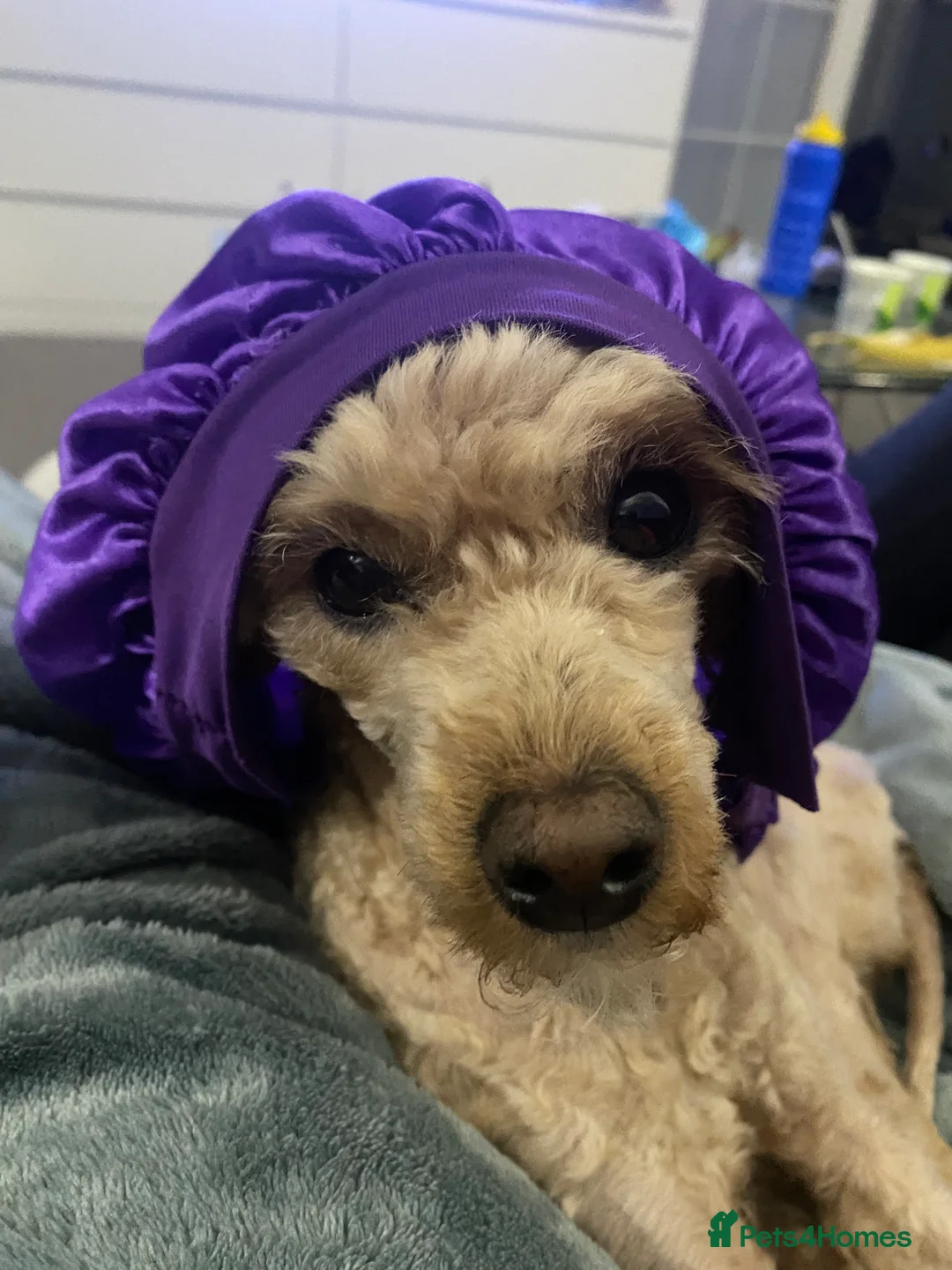 Toy Poodle dogs for sale: London the Toy Poodle - Advert 6