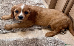 Cockalier dogs for sale: Gorgeous Cockalier Puppies… - Image 5