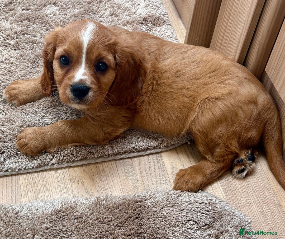 Cockalier dogs for sale: Gorgeous Cockalier Puppies… - Image 5