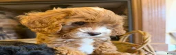 Cavapoo dogs for sale: F1 Heath Tested Teddy Faced Cavapoo Darlings  - Advert 7