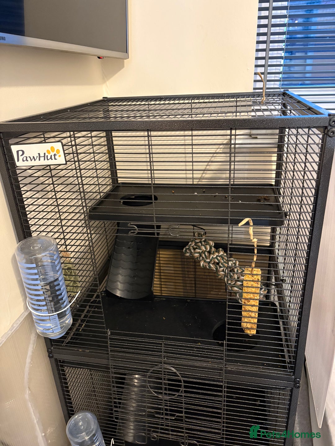 Rat rodents for sale: Female rats - Image 3
