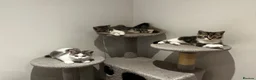 American Shorthair cats for sale: 3 Little Tabbies Looking for Their Forever Homes! - Advert 10