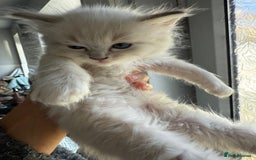 Ragdoll cats for sale: GCFF and FIFE Ragdoll Kittens. Champions line! - Image 9