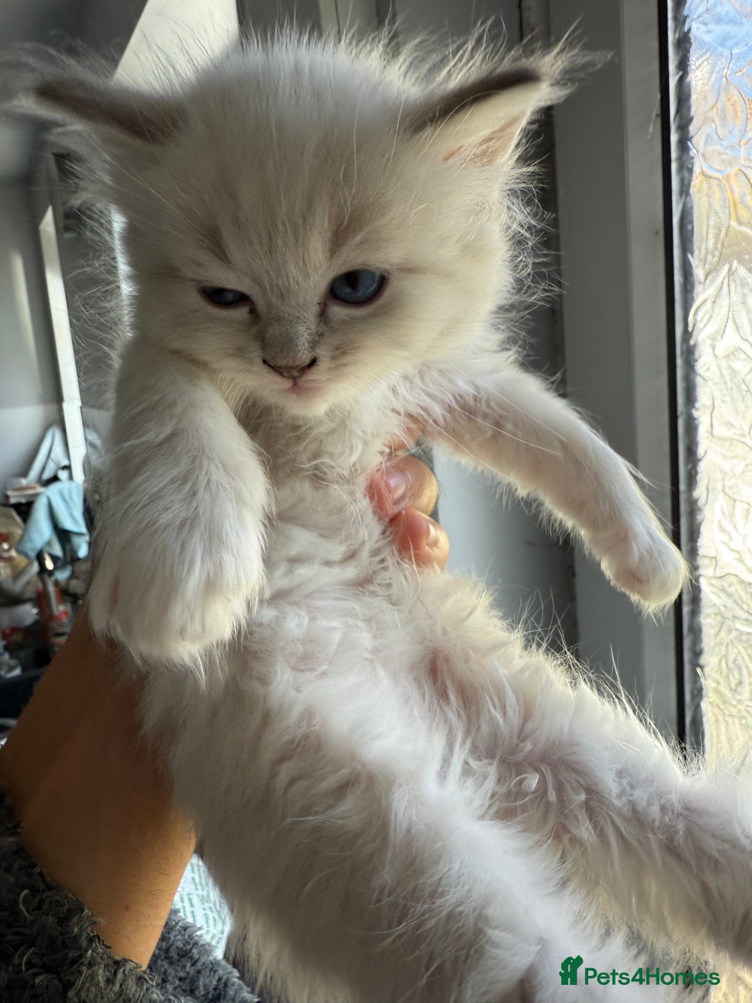 Ragdoll cats for sale: GCFF and FIFE Ragdoll Kittens. Champions line! - Image 9