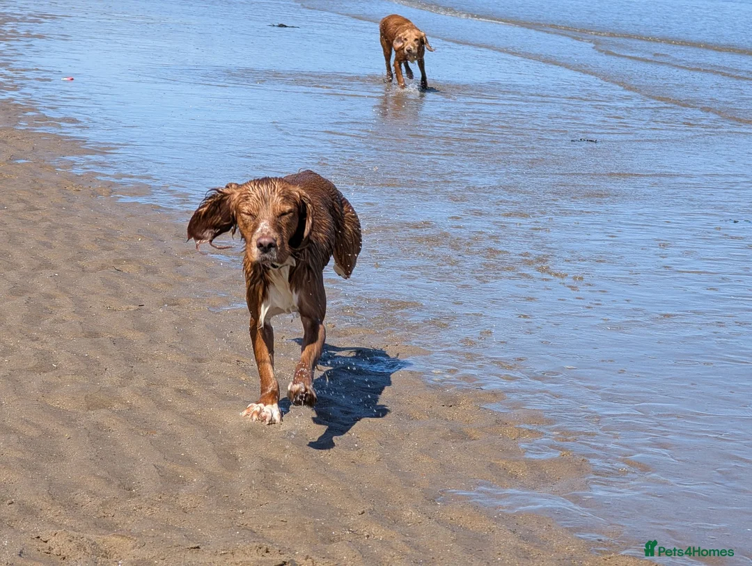 Sprocker dogs for sale: Beautiful boy needs a 5 star home  - Advert 2