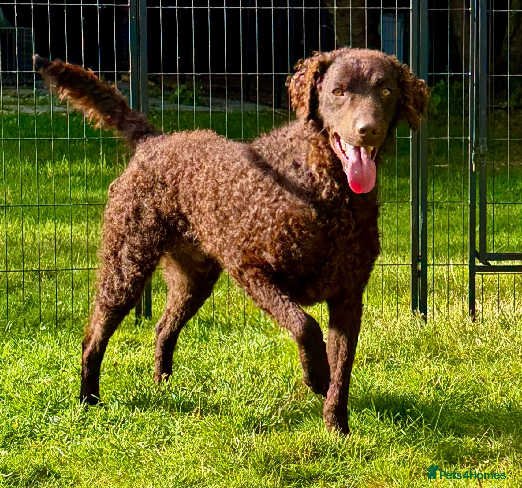 Curly Coated Retriever dogs AFRO – Male Curly Coated Retriever - Advert 1