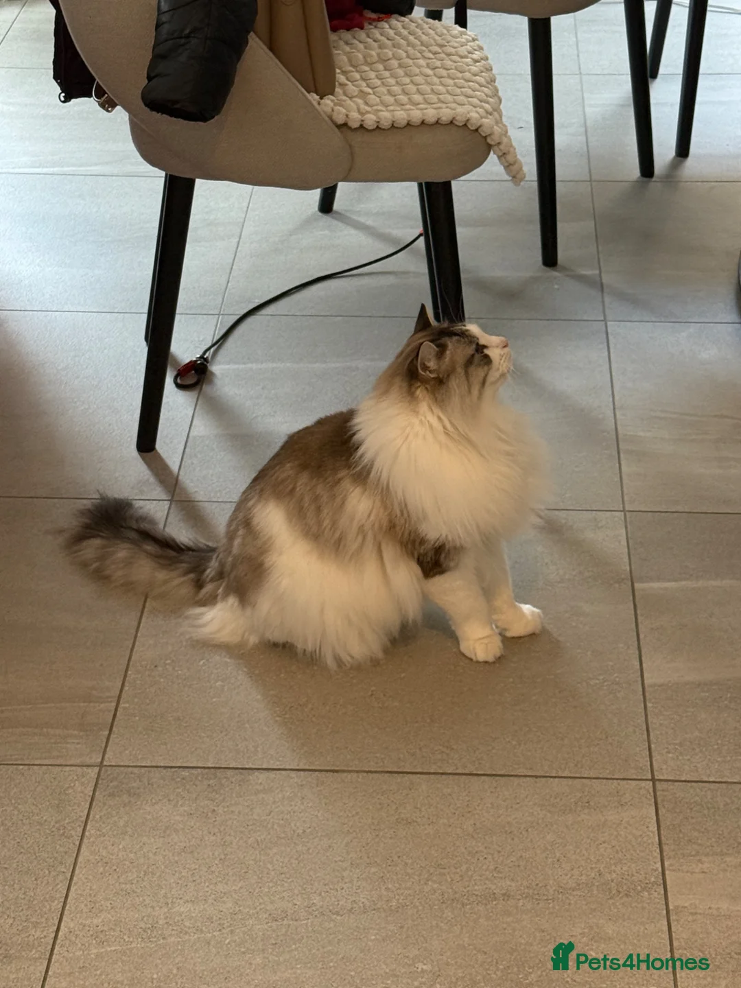 Ragdoll cats for sale: For Sale Ragdoll - Advert 4