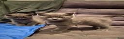 British Shorthair cats for sale: 6 Beautiful BSH Kittens - Advert 19