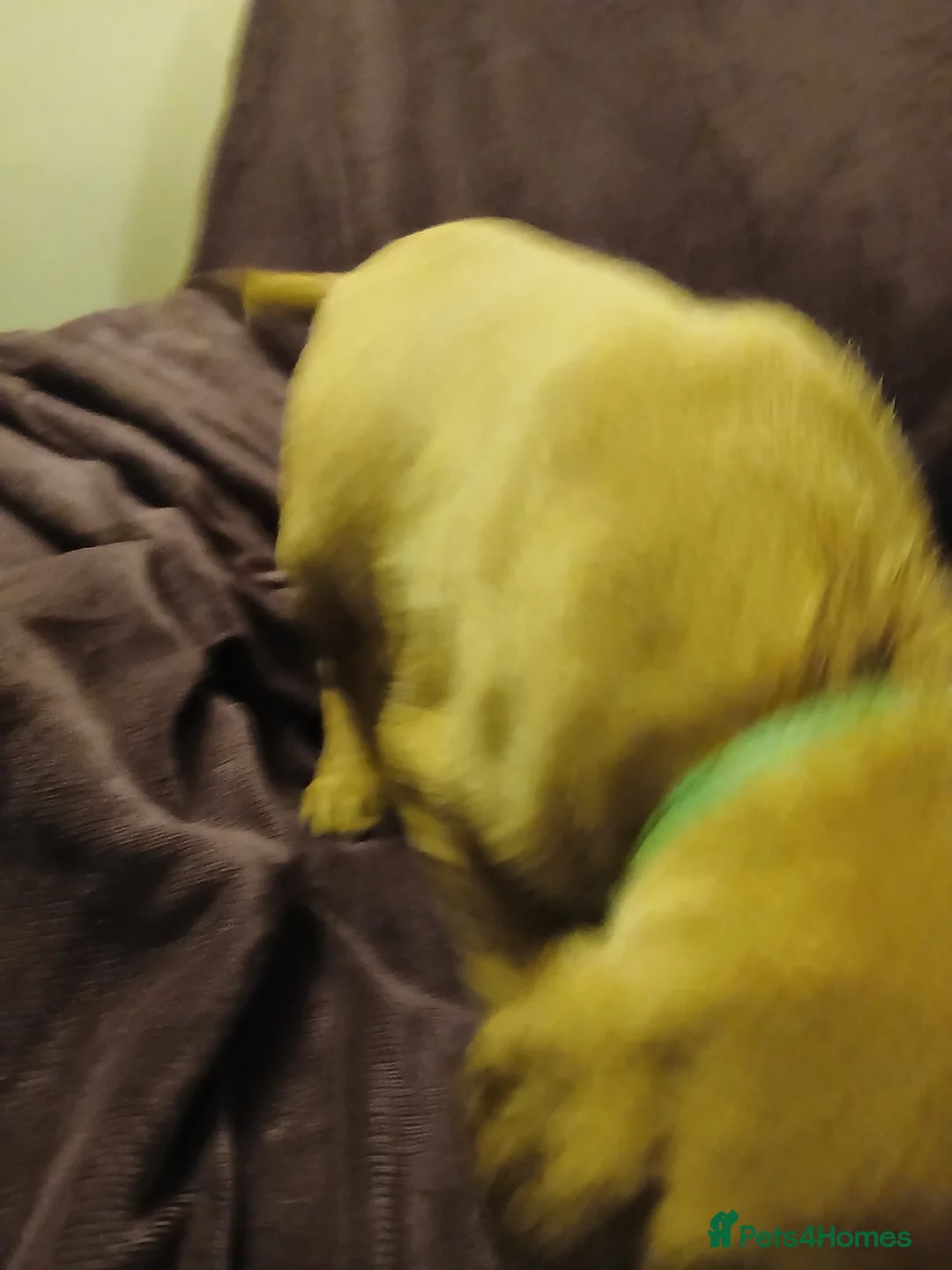 Labrador Retriever dogs for sale: Fox red labrador puppies - Advert 26