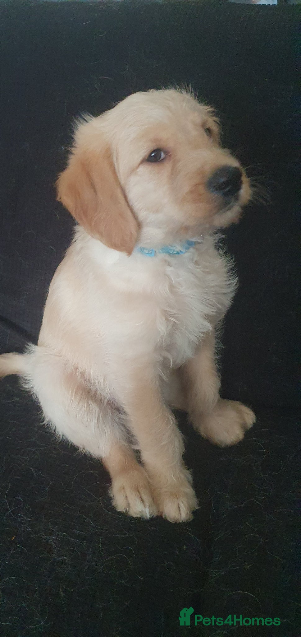 Double Doodle dogs Goldendoodle/Labradoodle  - Advert 2