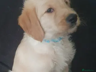 Double Doodle dogs Goldendoodle/Labradoodle - Advert 2