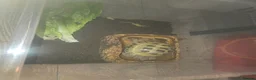 Tortoise reptiles for sale: Horsefield Tortoise Male 6 Year Old  in Doncaster - Advert 5