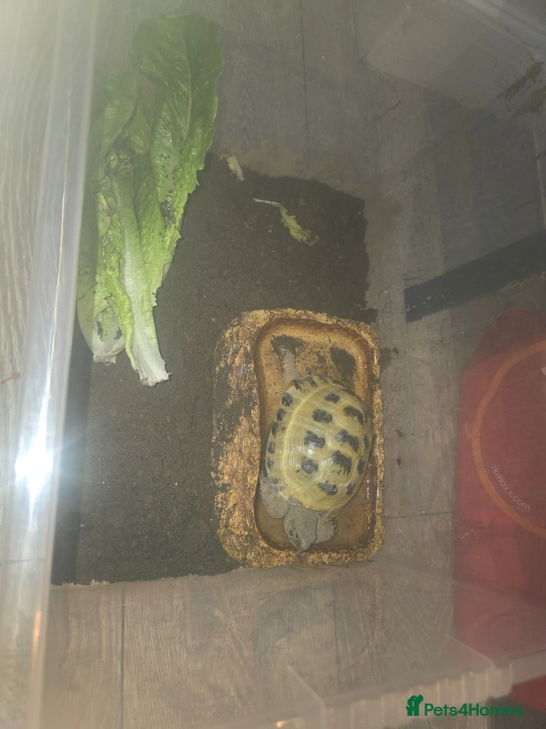 Tortoise reptiles for sale: Horsefield Tortoise Male 6 Year Old  in Doncaster - Advert 5
