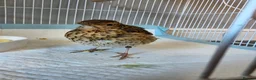 Softbills birds for sale: Hand reared tame song thrush in Waterlooville - Advert 2