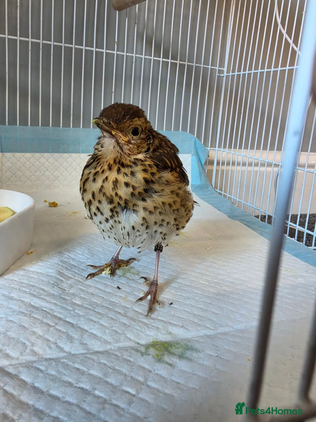 Softbills birds for sale: Hand reared tame song thrush in Waterlooville - Advert 2