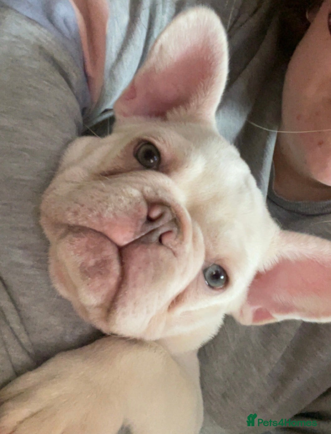 French Bulldog dogs Last French Bulldog Pup (Female) - Advert 13