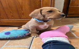 Mixed Breed dogs for sale: BEAUTIFUL GOLDEN BEAGADOR PUPPIES! - Advert 18