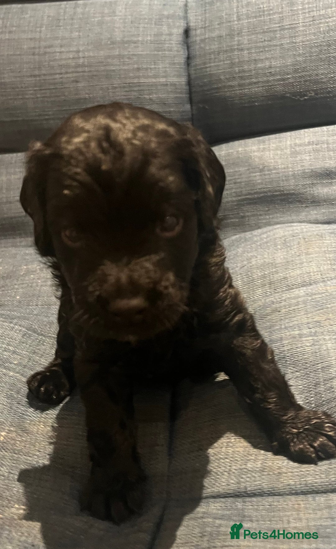 Cavapoo dogs for sale: ONLY our clever little Ricki left!  - Image 3