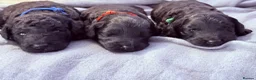 Bordoodle dogs for sale: Exceptional F1bbb Bordoodle Puppies  - Advert 1