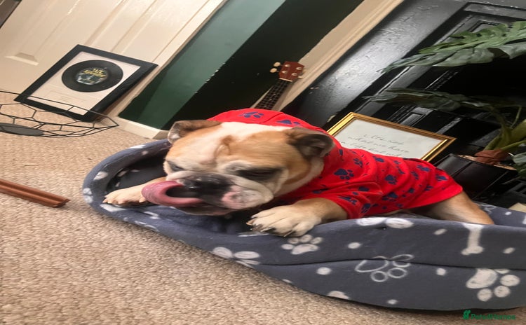 English Bulldog dogs - Advert 1