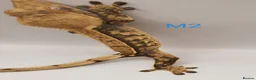 Gecko reptiles for sale: Sub adult crested geckos - Advert 16