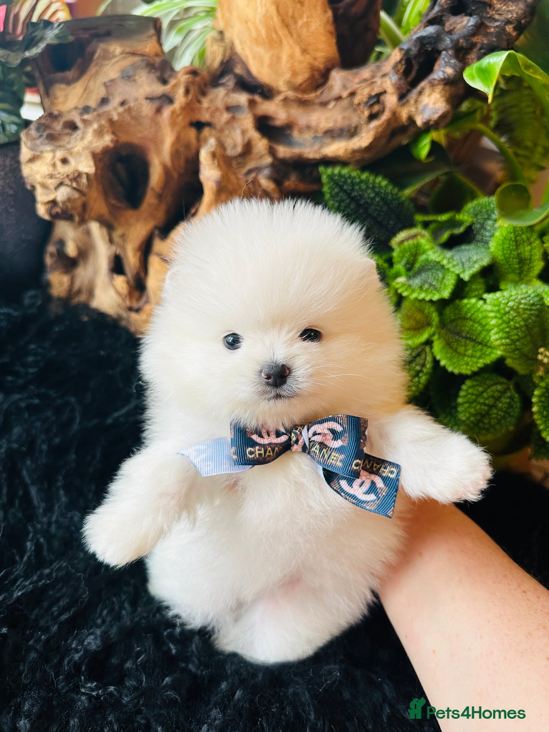 Pomeranian dogs for sale: KC white pomeranians  for reservation!  - Advert 14