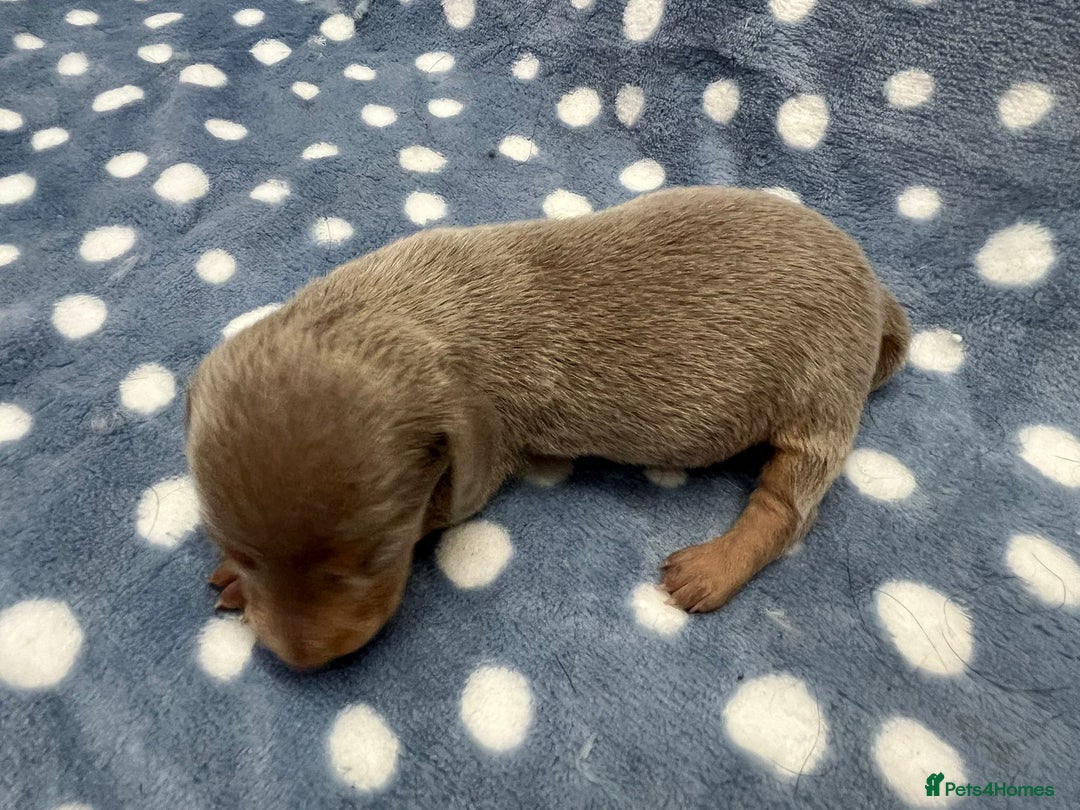 Miniature Dachshund dogs for sale: ⭐️🐾💖💙KC REG💙💖🐾⭐️5 star breeder   - Advert 4