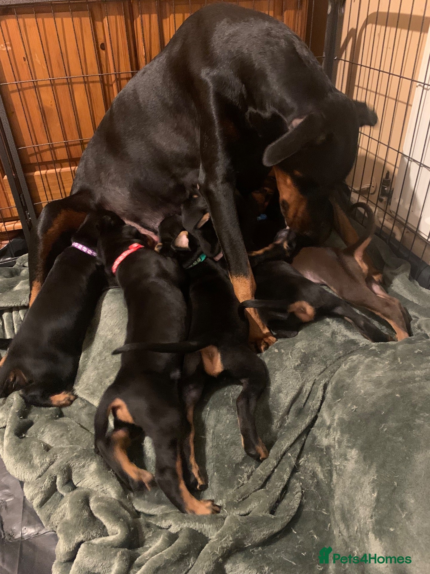 Dobermann dogs Royal KC Doberman puppies  - Advert 6