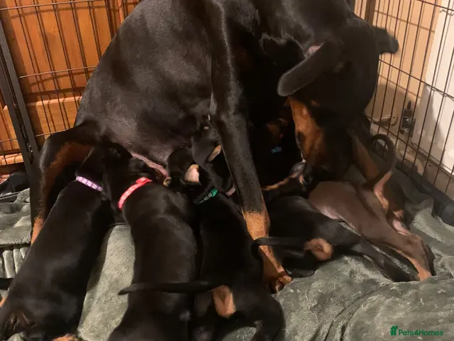 Dobermann dogs Royal KC Doberman puppies - Advert 5