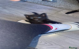 Mixed Breed cats for sale: Only 1 black male available - Image 12