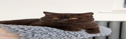 British Shorthair cats for stud: Champion Chocolate British Shorthair GCCF - Advert 2