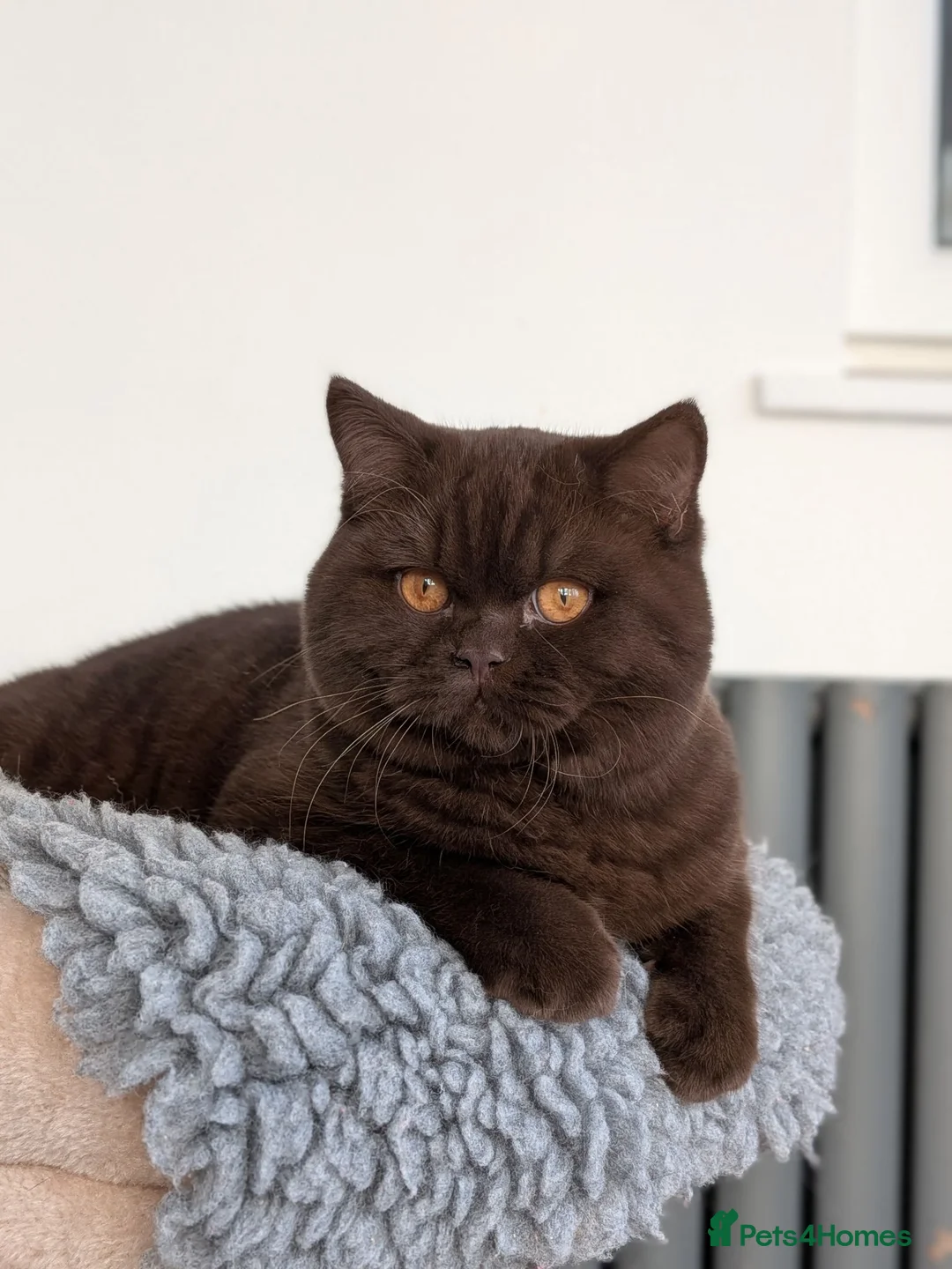 British Shorthair cats for stud: Champion Chocolate British Shorthair GCCF - Advert 2