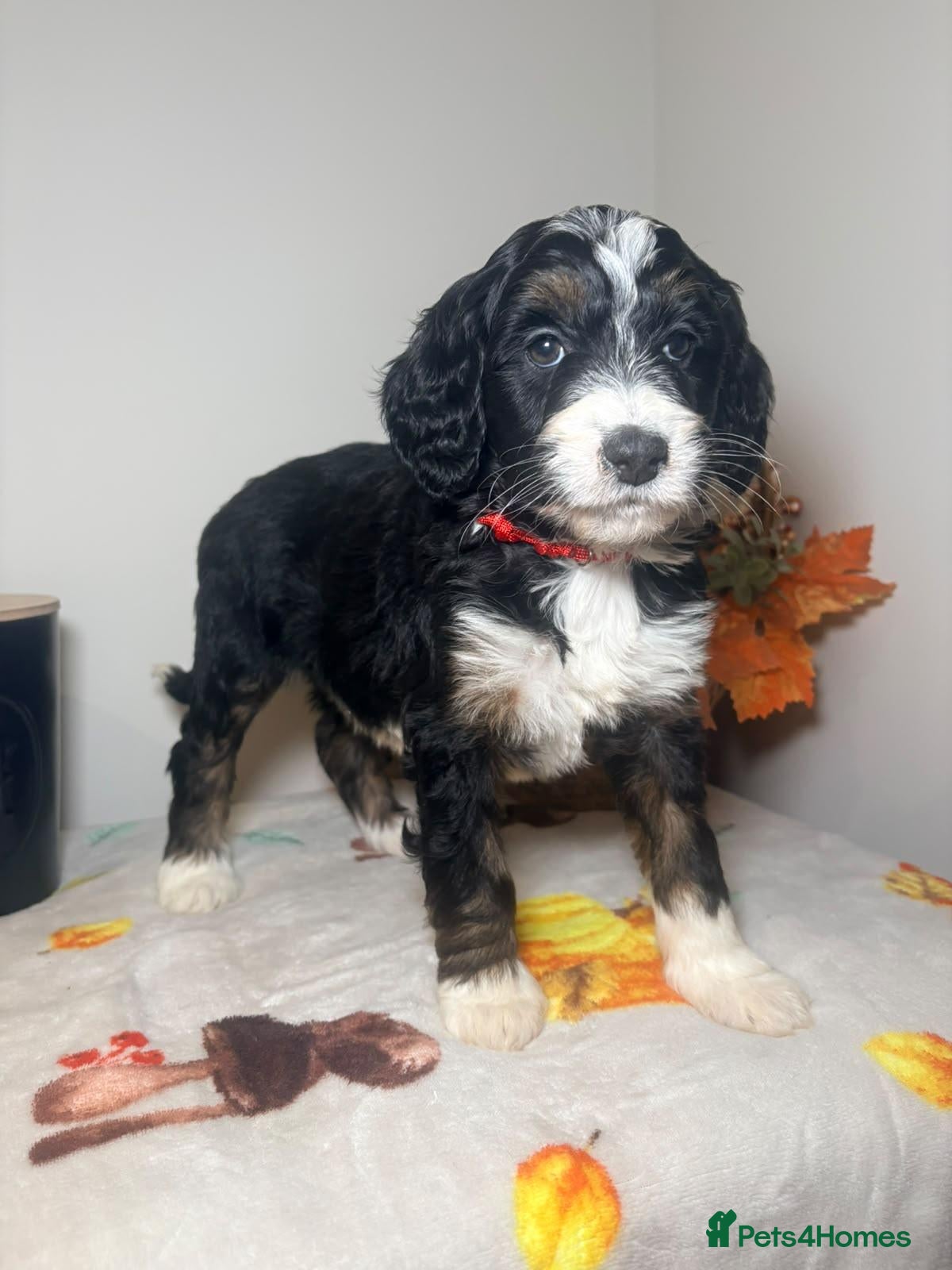 Bernedoodle dogs for sale: F1b health tested bernedoodle pups - Advert 2