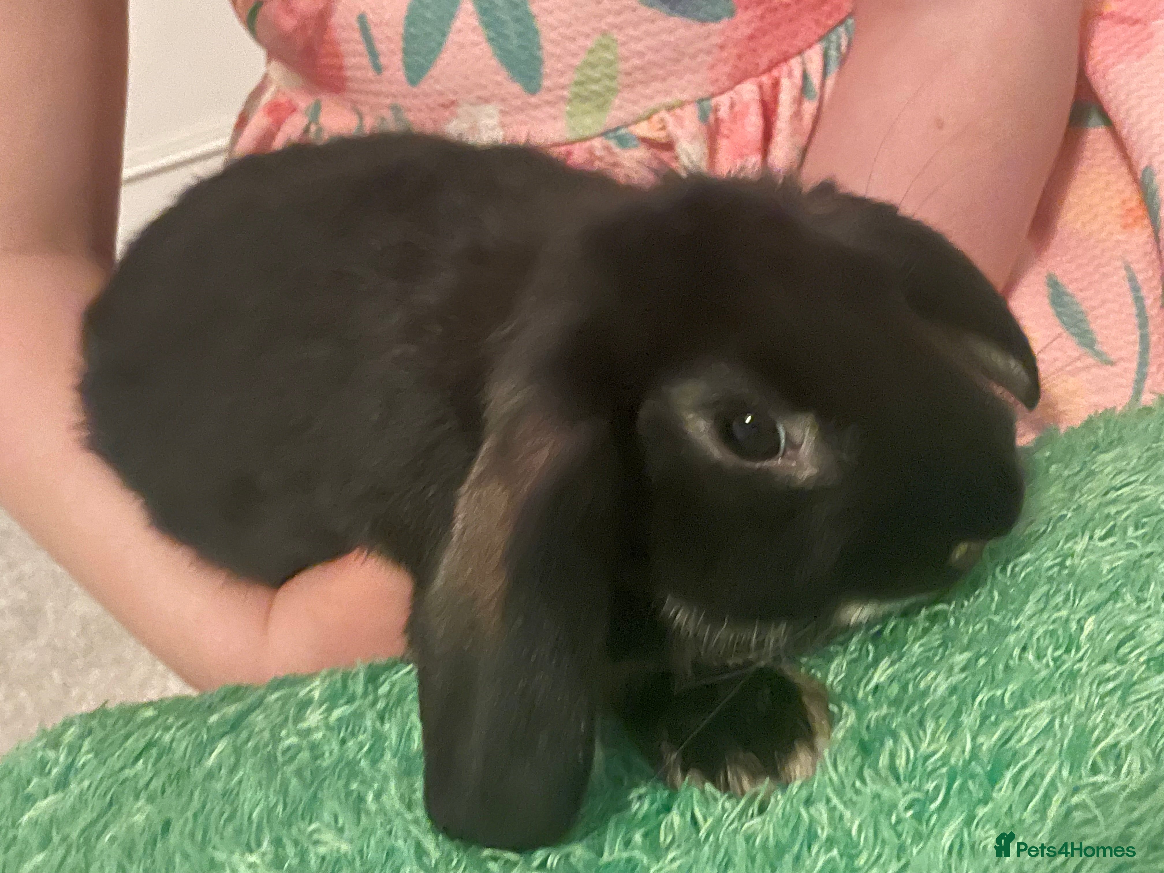 Mixed Breed rabbits 2 Male Rabbits with cage - 12 weeks old  - Advert 16