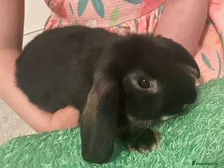 Mixed Breed rabbits 2 Male Rabbits with cage - 12 weeks old - Advert 16