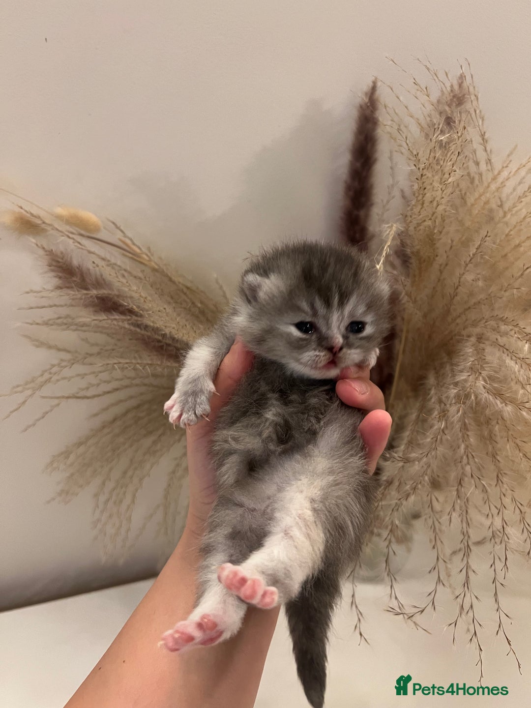 British Shorthair cats for sale:  Beautiful British Shorthair Kittens Available 🐾 - Advert 5