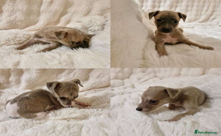 Whippet dogs - Advert 4