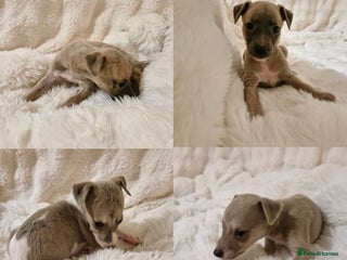 Whippet dogs - Advert 10