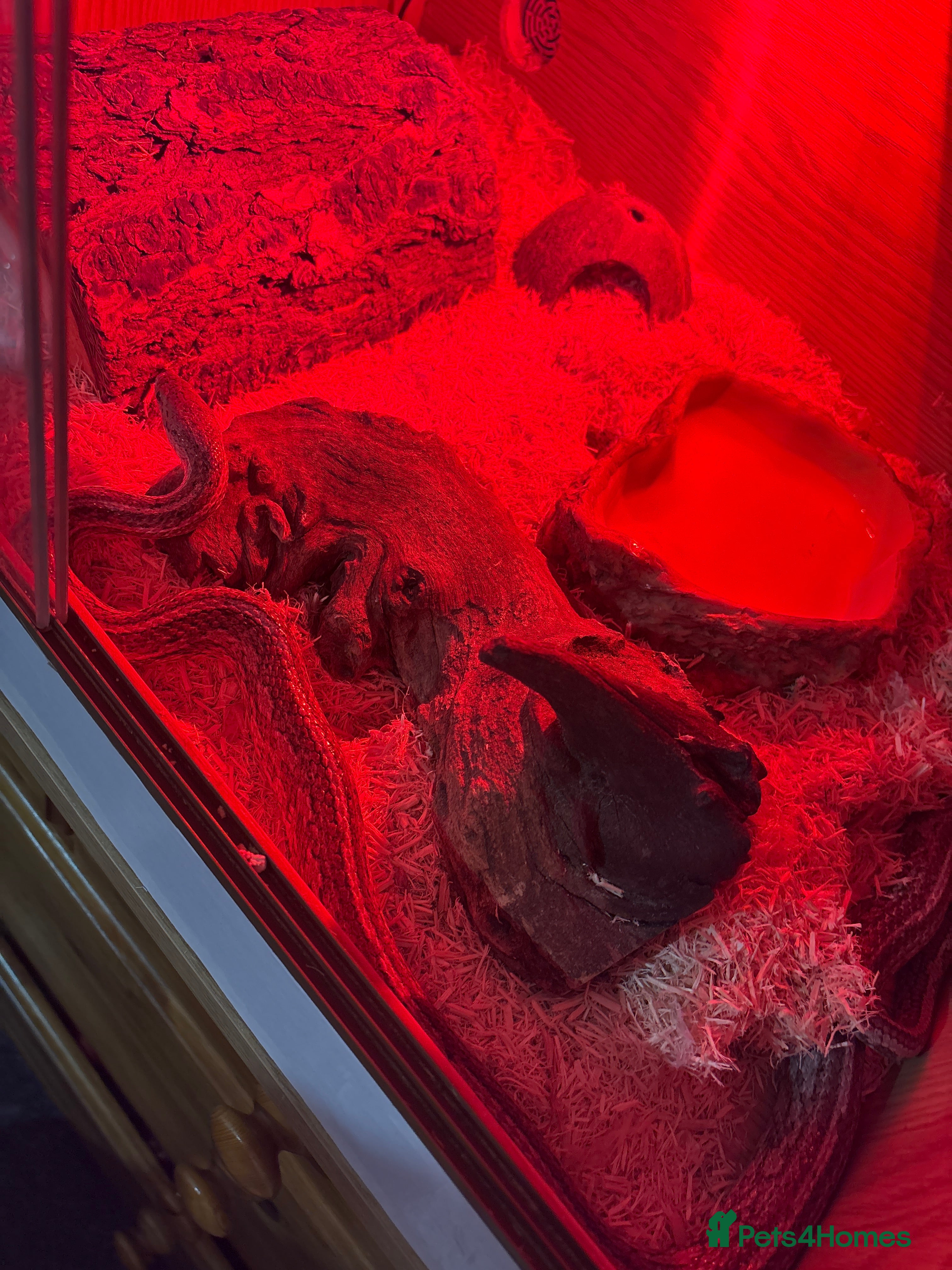 Corn Snake reptiles Male cornsnake and vivarium for sale  - Advert 13