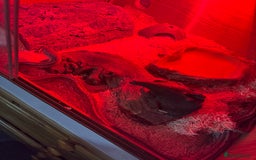 Corn Snake reptiles for sale: Male cornsnake and vivarium for sale  - Image 1