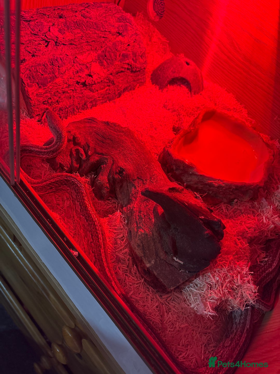 Corn Snake reptiles for sale: Male cornsnake and vivarium for sale  - Image 1