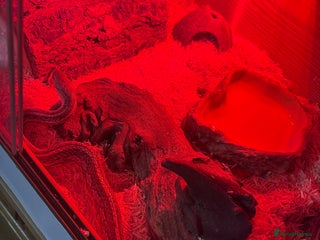 Corn Snake reptiles - Advert 20
