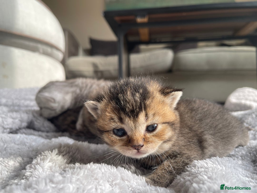 Scottish Fold cats for sale: Scottish fold kittens - Image 11